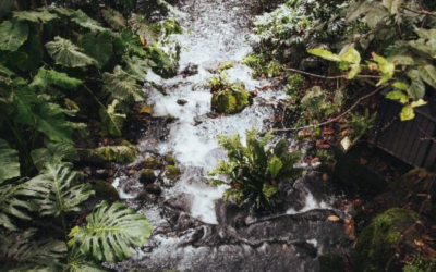 Agenda especial en el Jardín Botánico de Bogotá por la Semana Mundial del Agua 2026